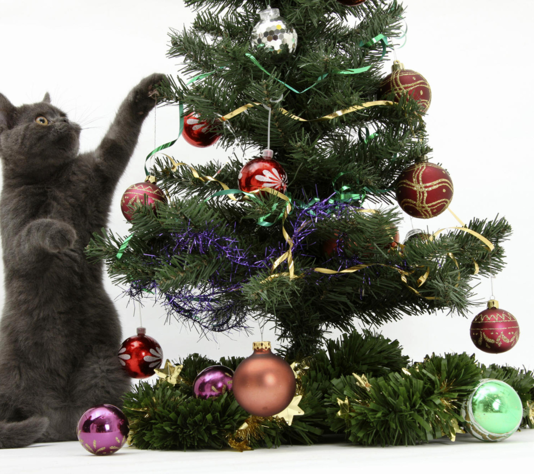 Das Christmas Cat Wallpaper 1080x960