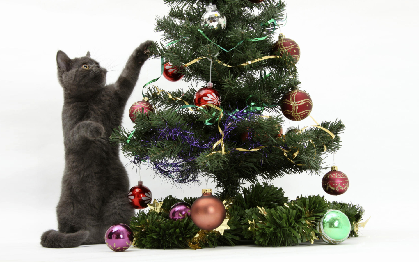 Screenshot №1 pro téma Christmas Cat 1440x900