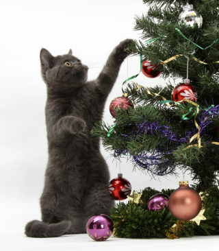 Christmas Cat - Obrázkek zdarma pro Nokia C6