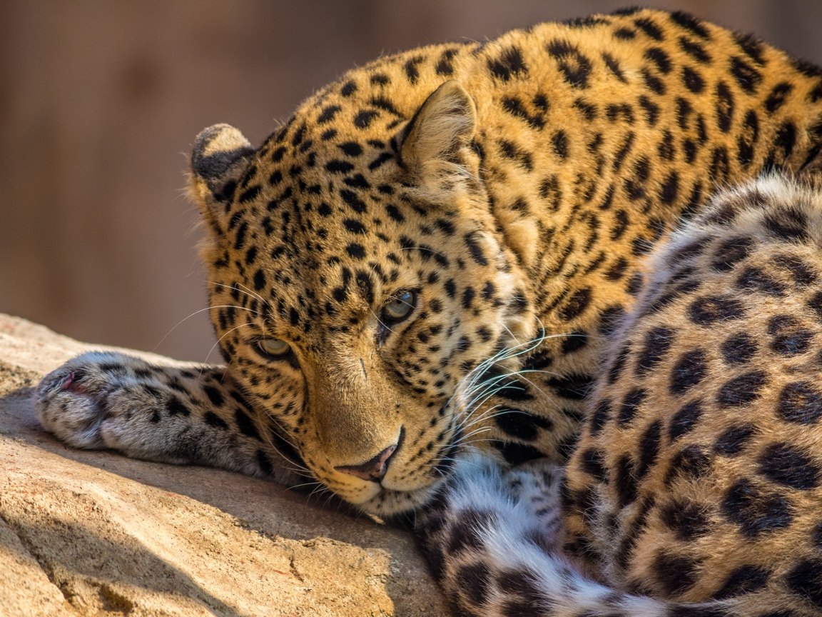 Sfondi Beautiful Leopard 1152x864