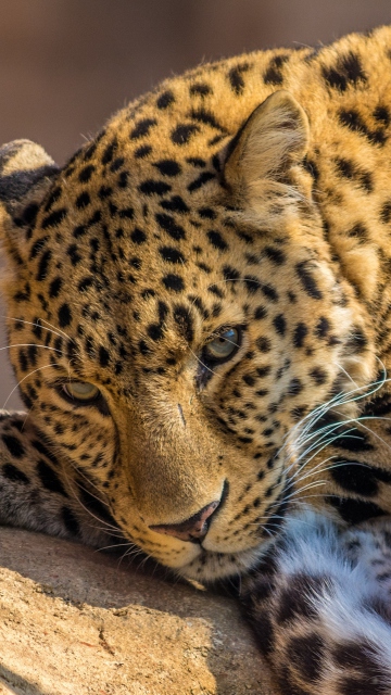 Beautiful Leopard screenshot #1 360x640