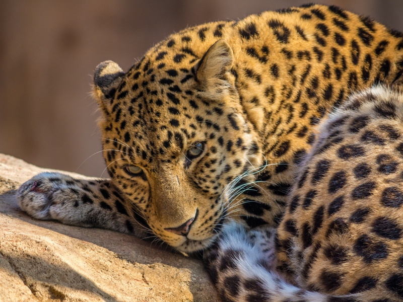 Beautiful Leopard screenshot #1 800x600