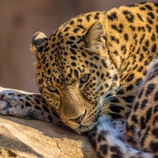 Beautiful Leopard - Obrázkek zdarma pro iPad 3