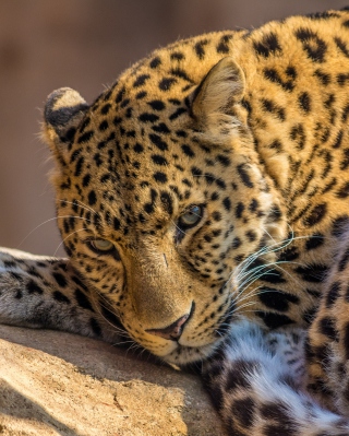 Beautiful Leopard - Obrázkek zdarma pro Nokia Asha 503