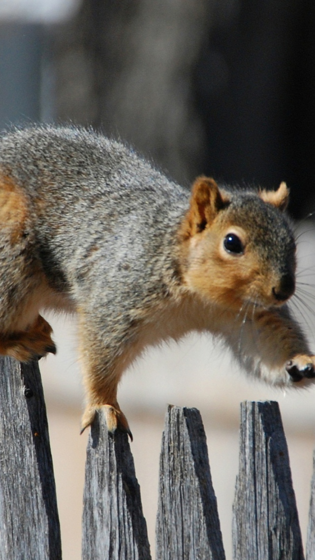 Sfondi Squirrel On Fence 640x1136