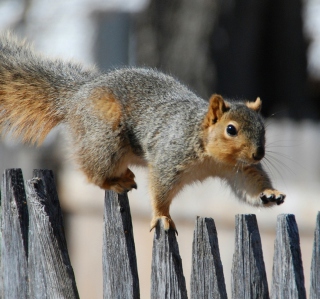 Squirrel On Fence - Obrázkek zdarma pro iPad