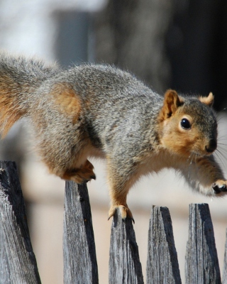 Squirrel On Fence - Obrázkek zdarma pro iPhone 4S