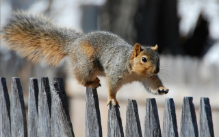 Free Squirrel On Fence Picture for Android, iPhone and iPad