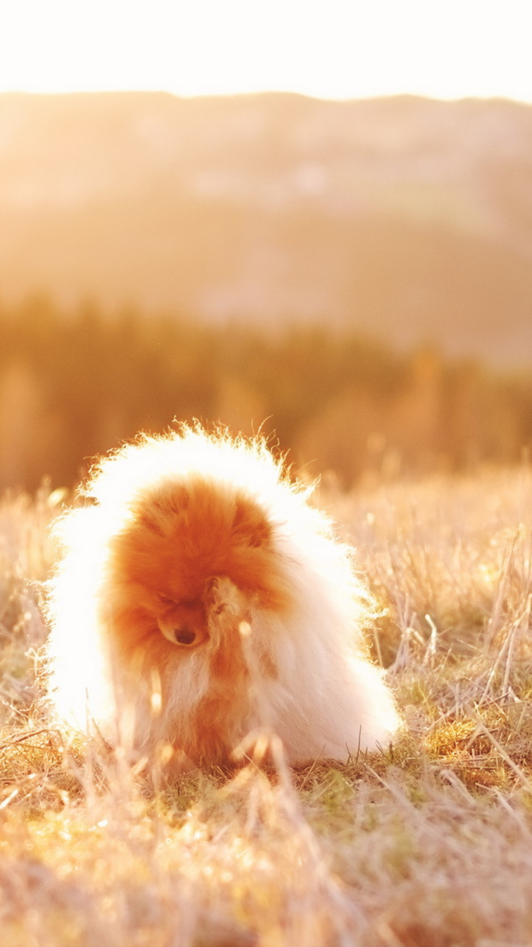 Cute Doggy In Golden Fields wallpaper 1080x1920