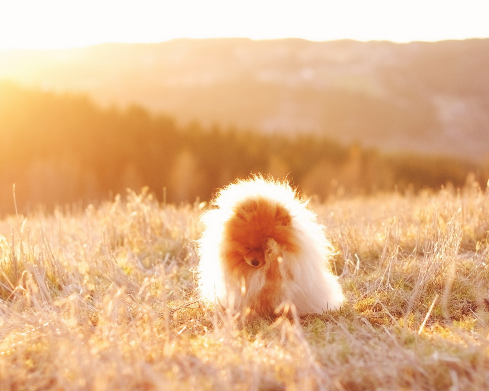 Screenshot №1 pro téma Cute Doggy In Golden Fields 1600x1280