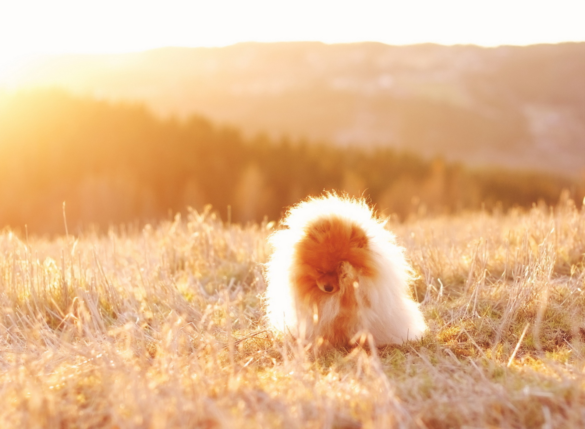 Sfondi Cute Doggy In Golden Fields 1920x1408