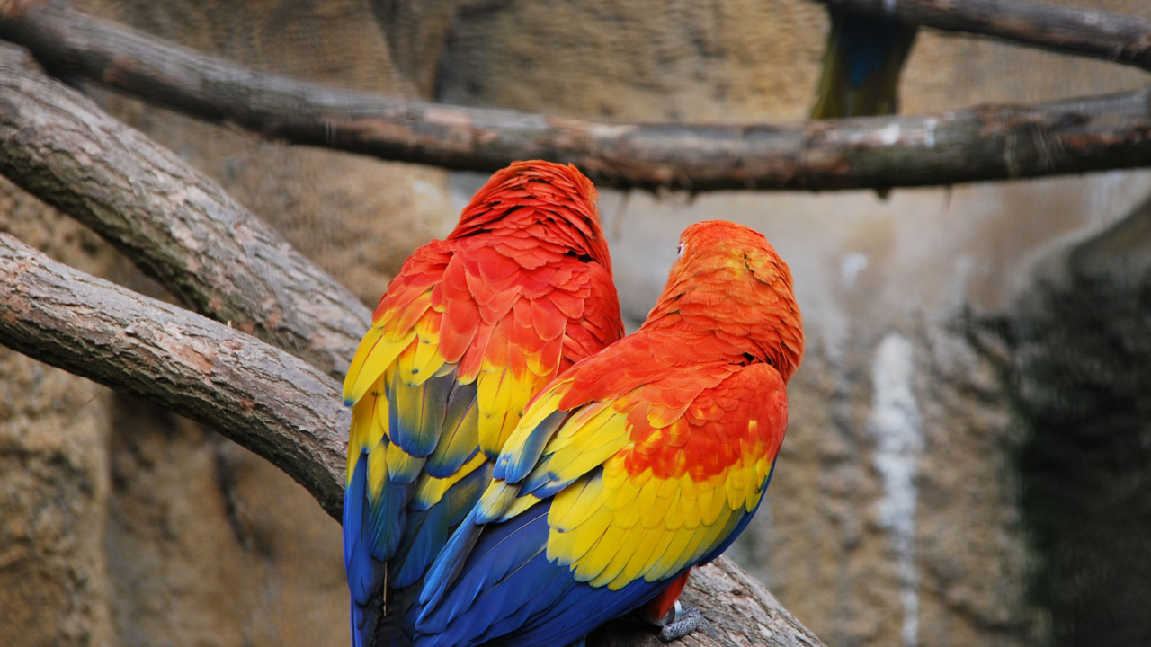 Screenshot №1 pro téma Colorful Parrots 1280x720