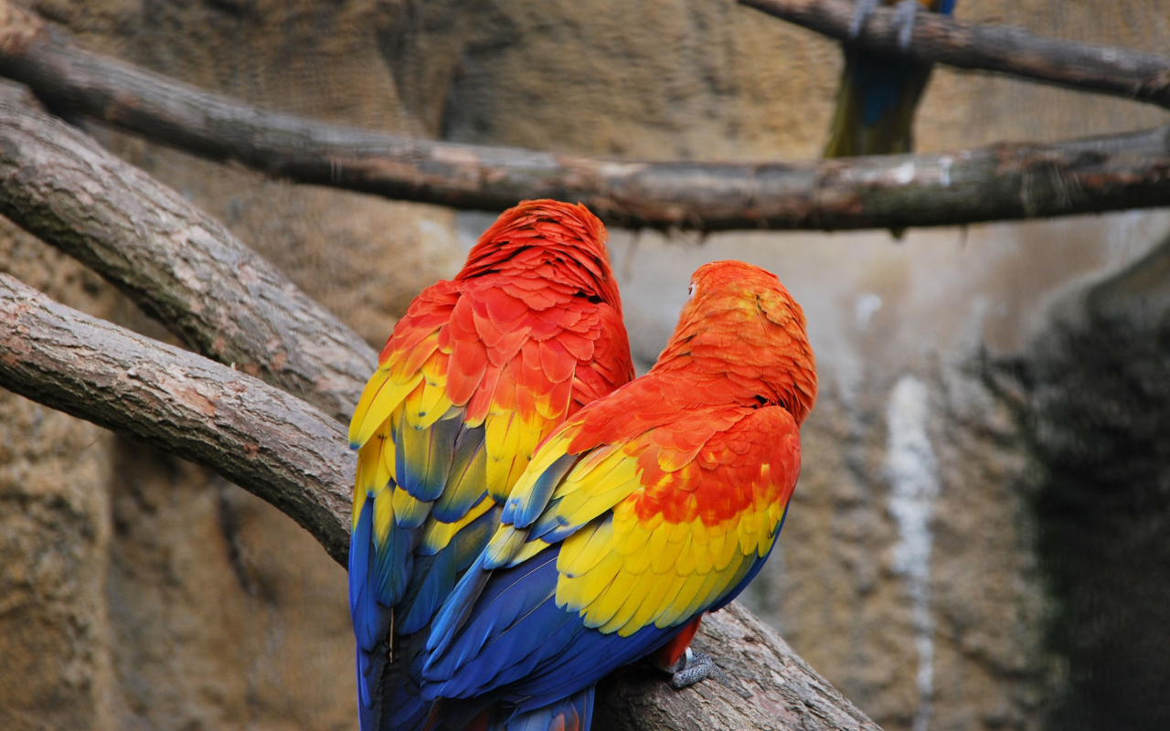 Screenshot №1 pro téma Colorful Parrots 1280x800