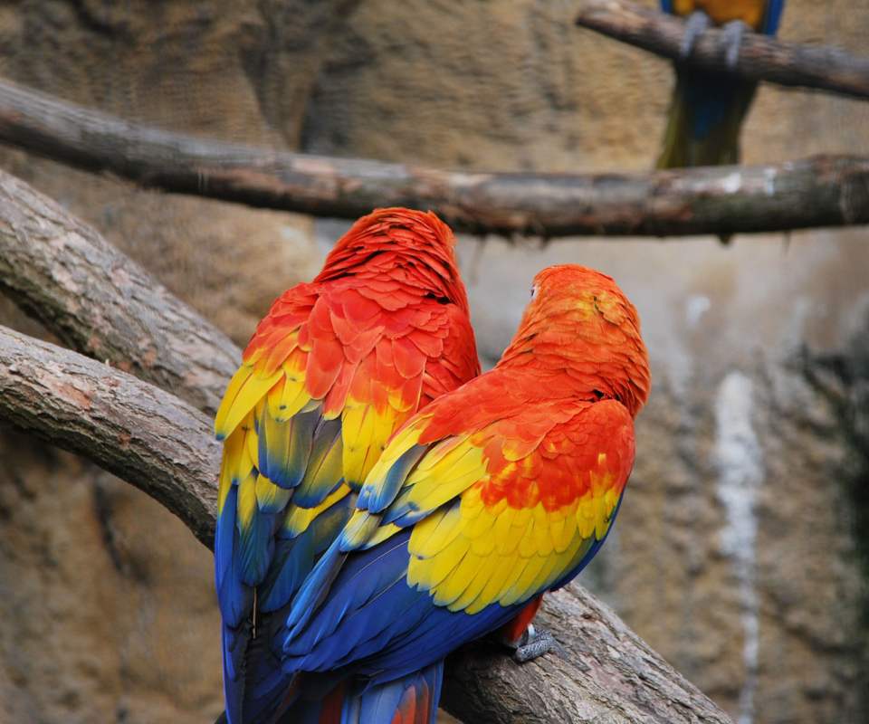 Sfondi Colorful Parrots 960x800