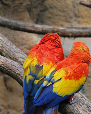 Colorful Parrots - Obrázkek zdarma pro 132x176