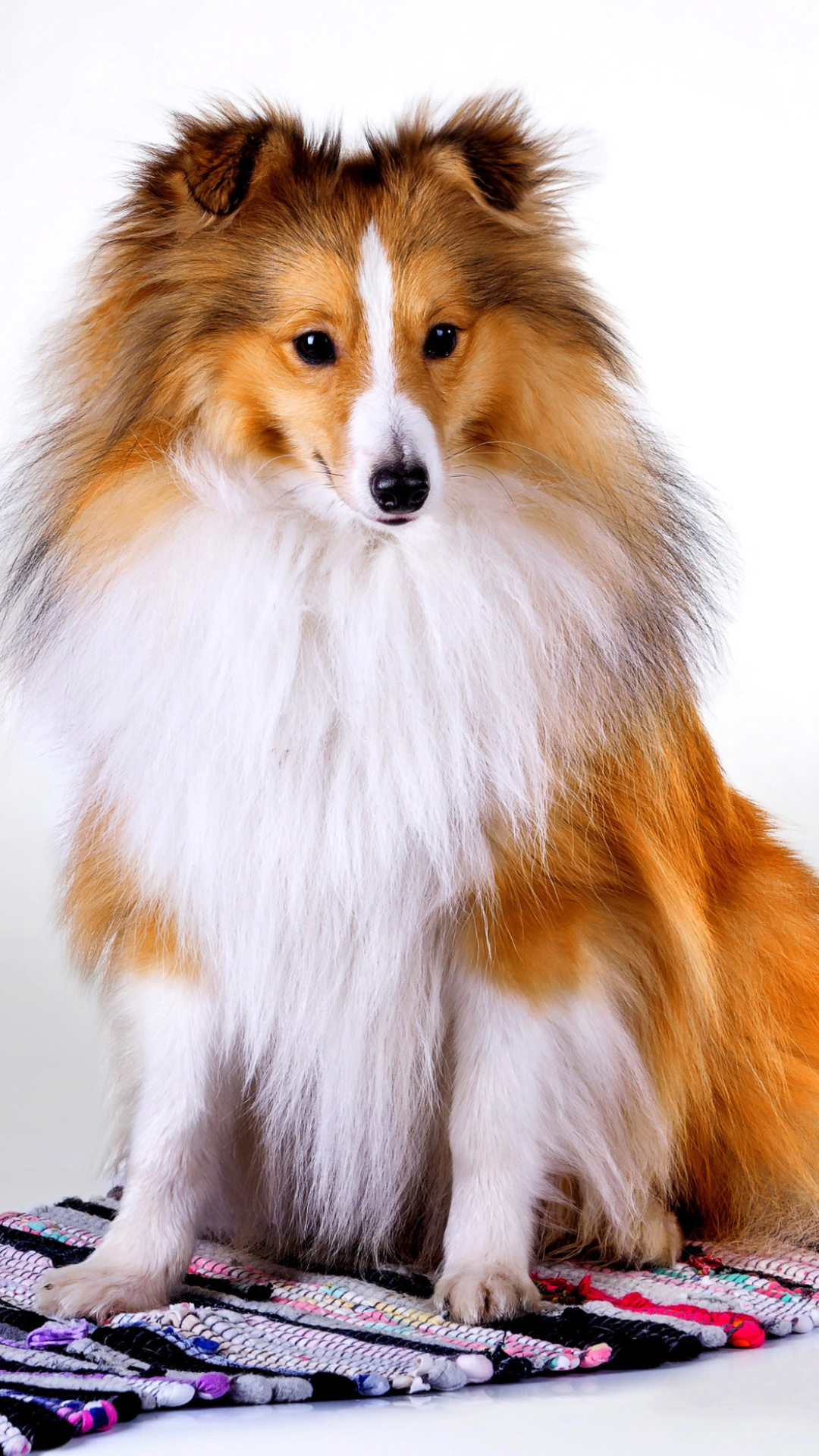 Sfondi Shetland Sheepdog 1080x1920