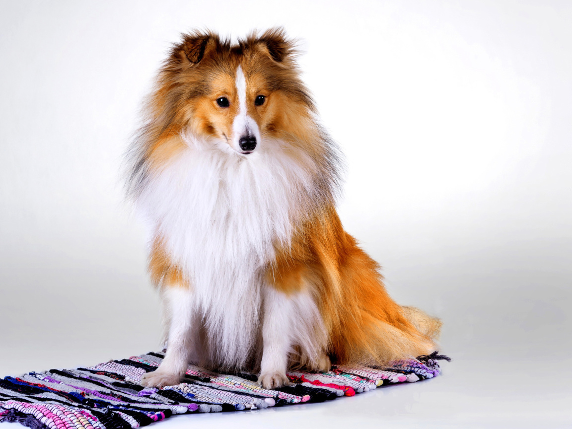 Fondo de pantalla Shetland Sheepdog 1152x864