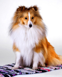 Das Shetland Sheepdog Wallpaper 128x160