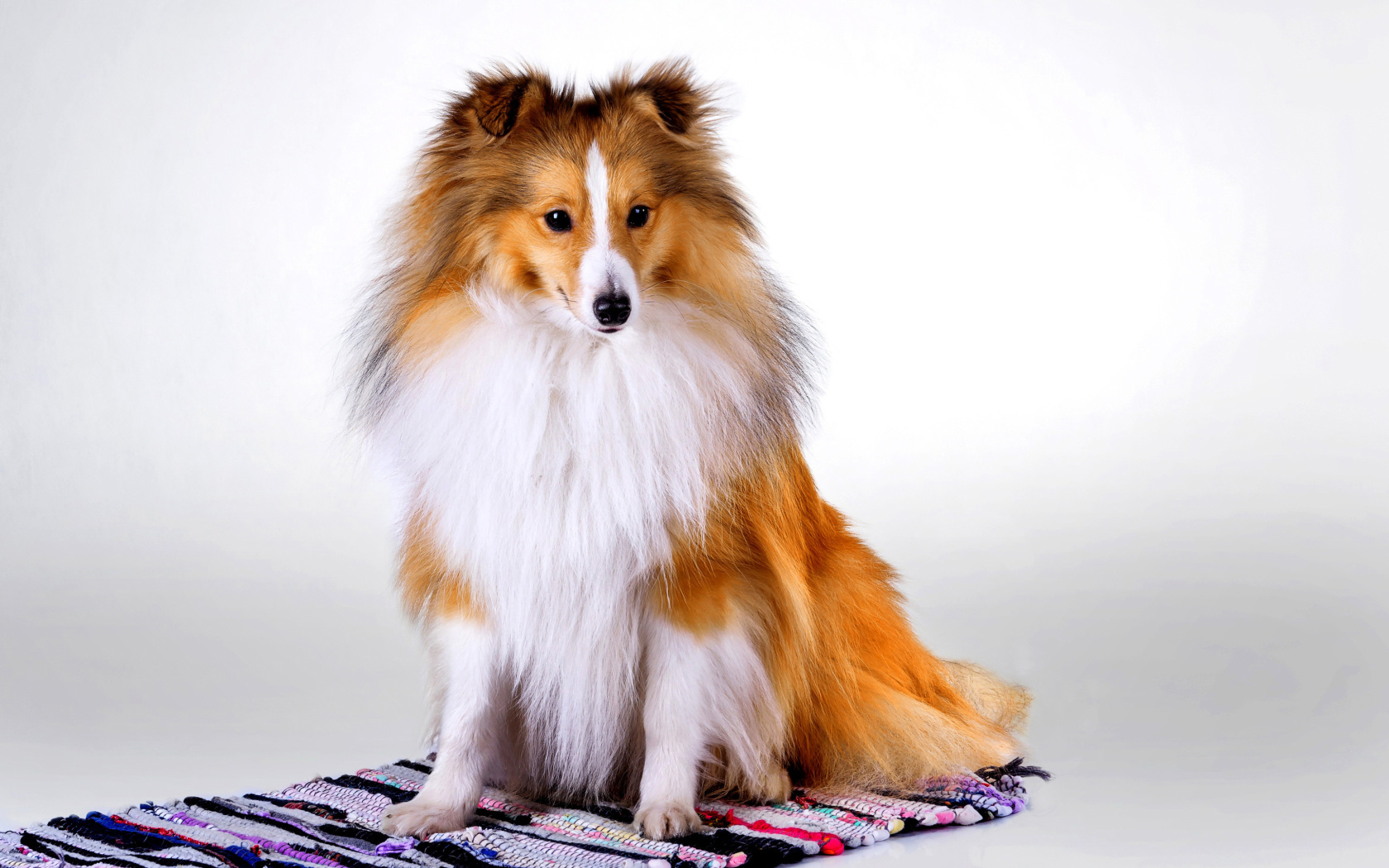 Screenshot №1 pro téma Shetland Sheepdog 1680x1050