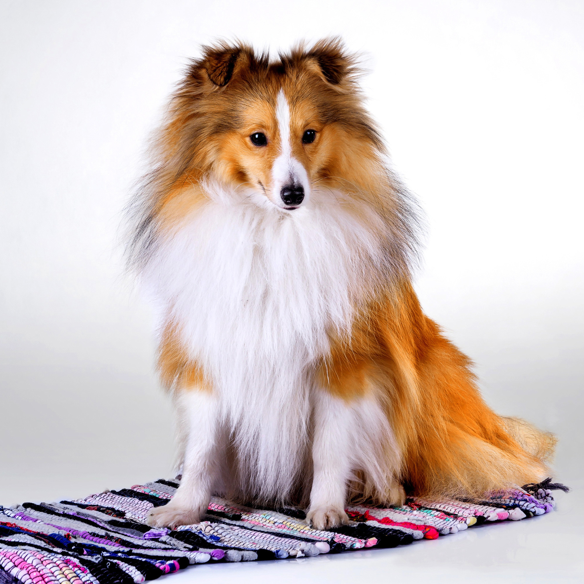 Sfondi Shetland Sheepdog 2048x2048