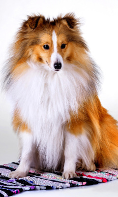 Das Shetland Sheepdog Wallpaper 240x400