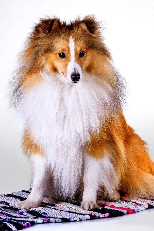 Shetland Sheepdog wallpaper 640x960