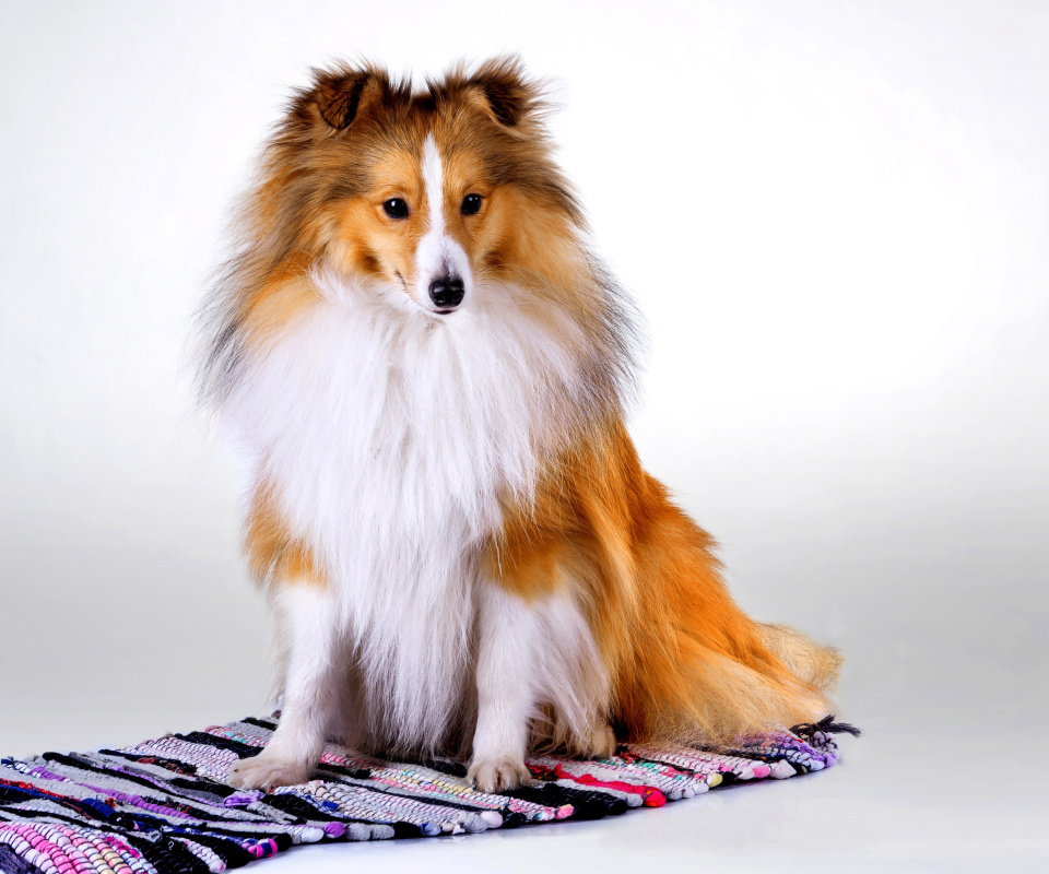 Shetland Sheepdog wallpaper 960x800