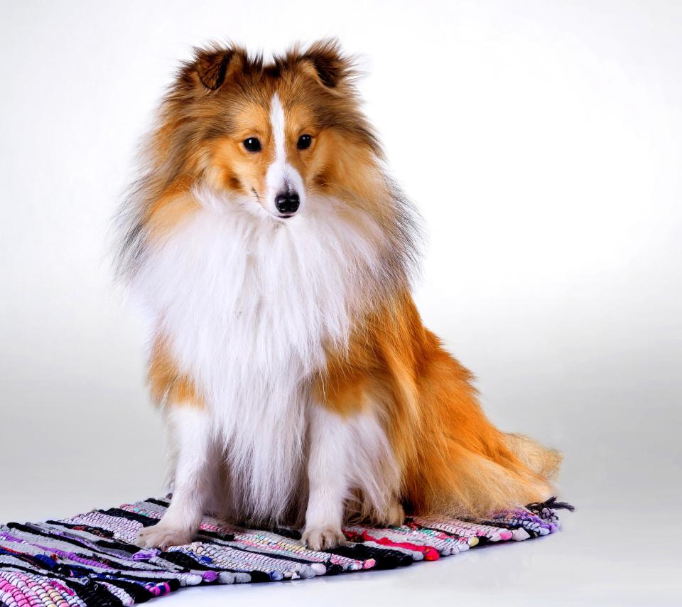 Обои Shetland Sheepdog 960x854