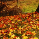 Fondo de pantalla Red And Yellow Autumn Leaves 128x128