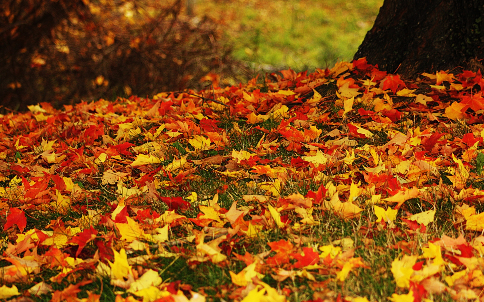 Screenshot №1 pro téma Red And Yellow Autumn Leaves 1680x1050