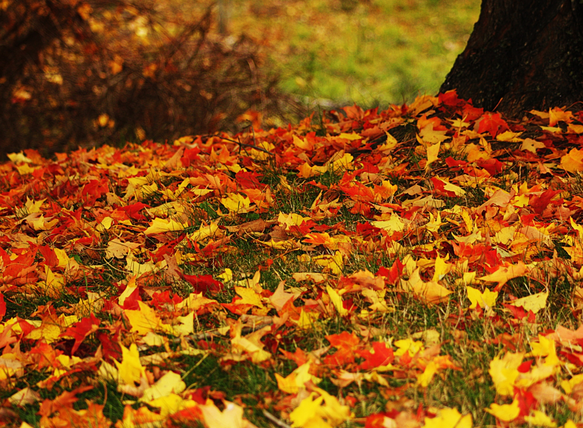 Red And Yellow Autumn Leaves screenshot #1 1920x1408