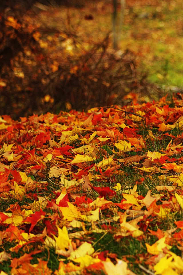 Fondo de pantalla Red And Yellow Autumn Leaves 640x960