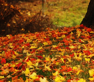 Red And Yellow Autumn Leaves - Obrázkek zdarma pro iPad mini