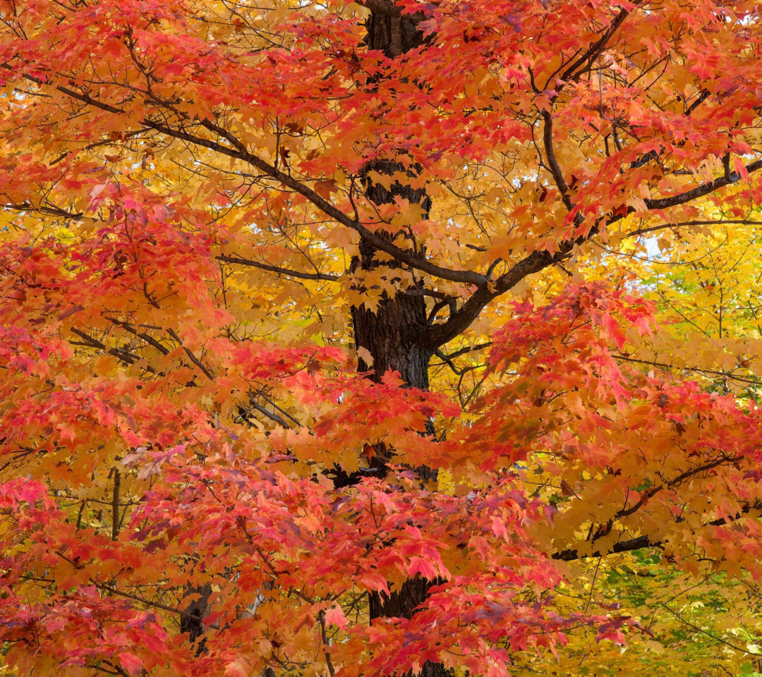 Sfondi Autumn Leaves 1080x960