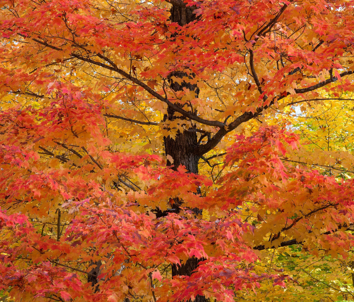 Fondo de pantalla Autumn Leaves 1200x1024