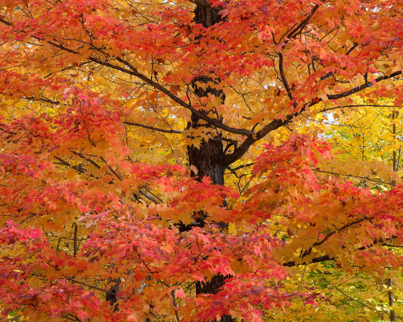 Sfondi Autumn Leaves 1280x1024
