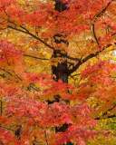 Das Autumn Leaves Wallpaper 128x160