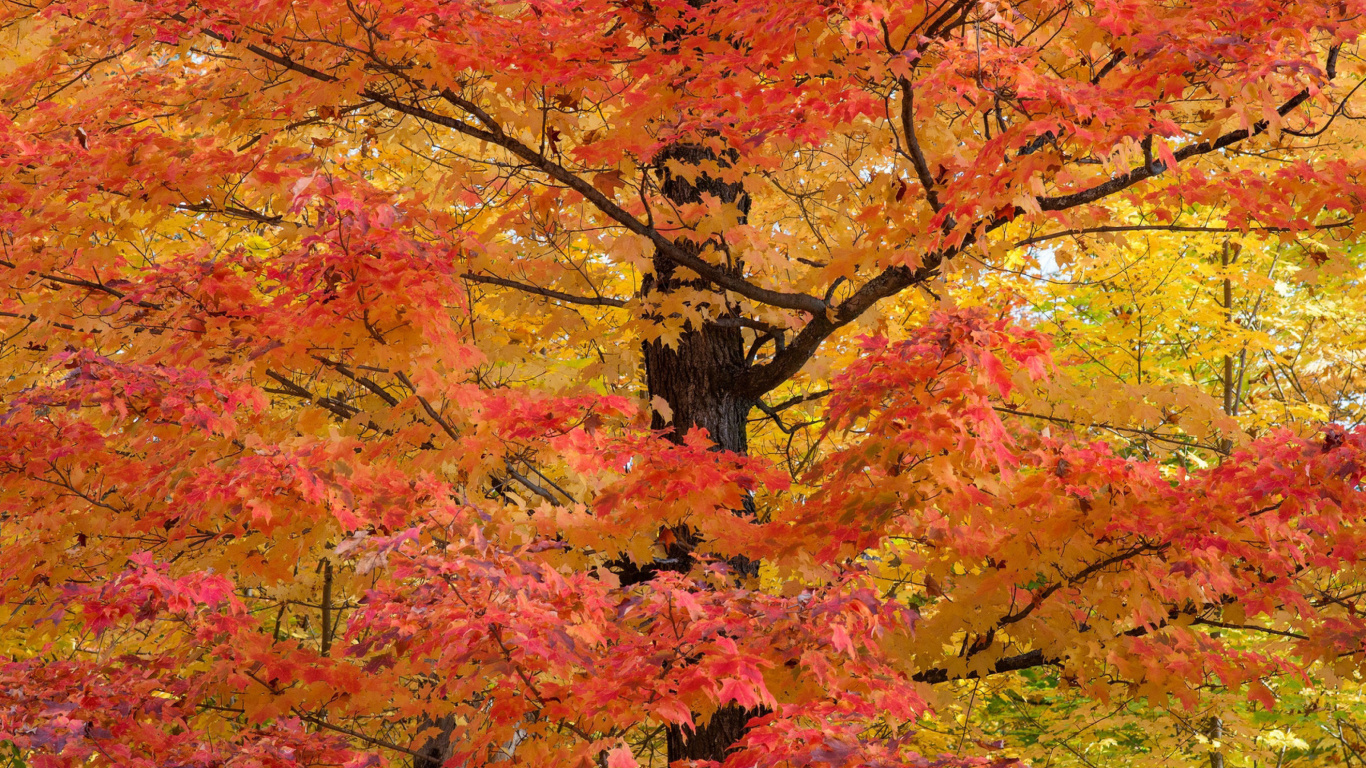 Das Autumn Leaves Wallpaper 1366x768