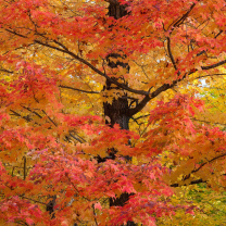 Autumn Leaves wallpaper 208x208
