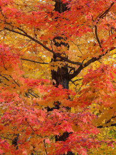 Das Autumn Leaves Wallpaper 240x320