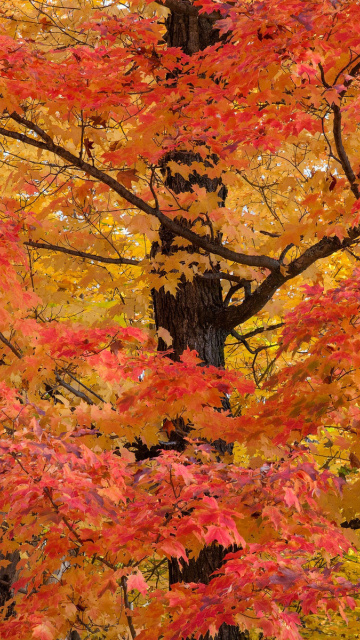 Sfondi Autumn Leaves 360x640