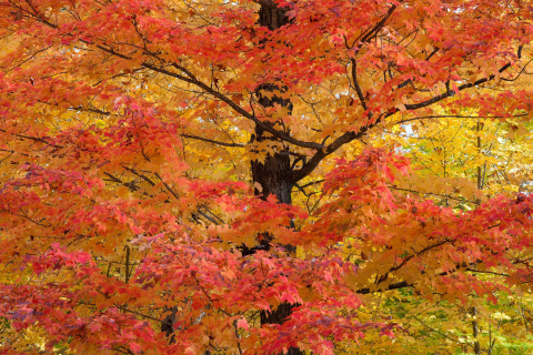 Обои Autumn Leaves 480x320