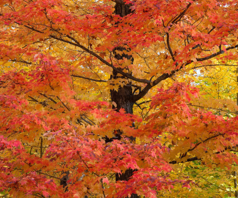 Screenshot №1 pro téma Autumn Leaves 480x400
