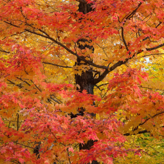 Kostenloses Autumn Leaves Wallpaper für 208x208
