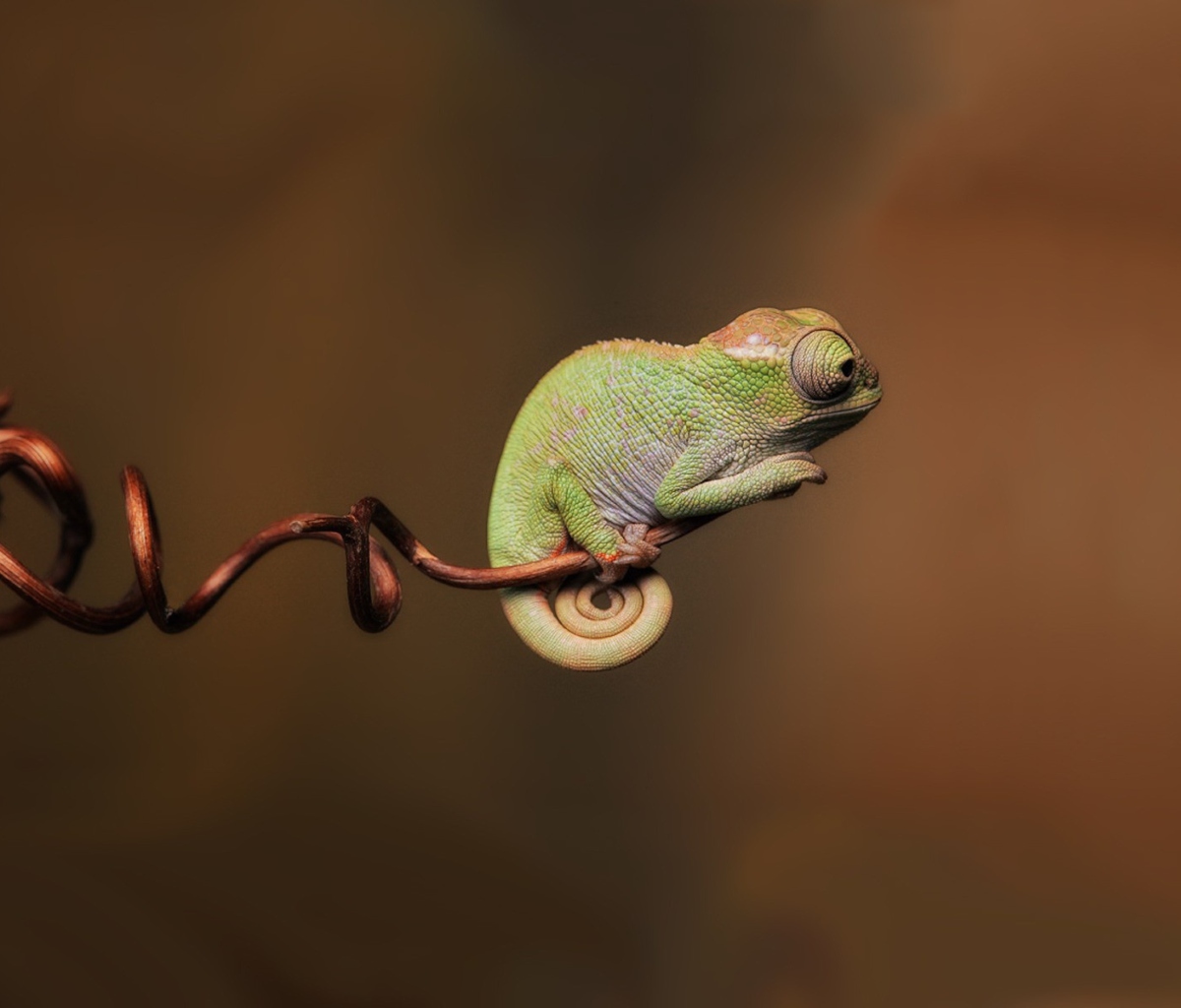 Chameleon On Stick wallpaper 1200x1024