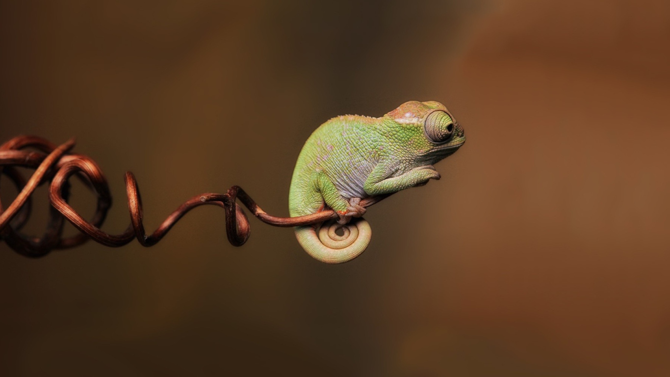 Sfondi Chameleon On Stick 1366x768