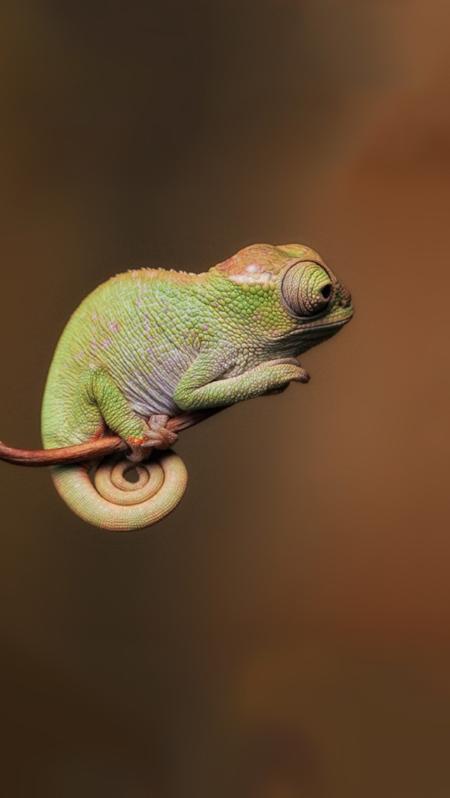 Chameleon On Stick wallpaper 640x1136