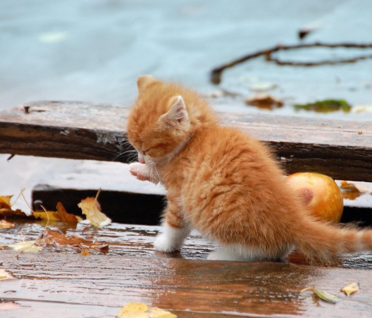 Обои Small Orange Kitten In Rain 1200x1024