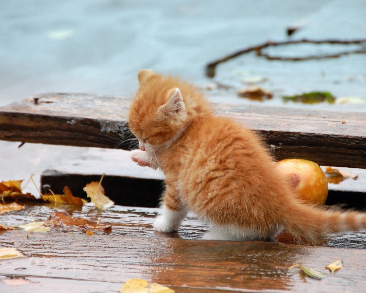 Обои Small Orange Kitten In Rain 1280x1024