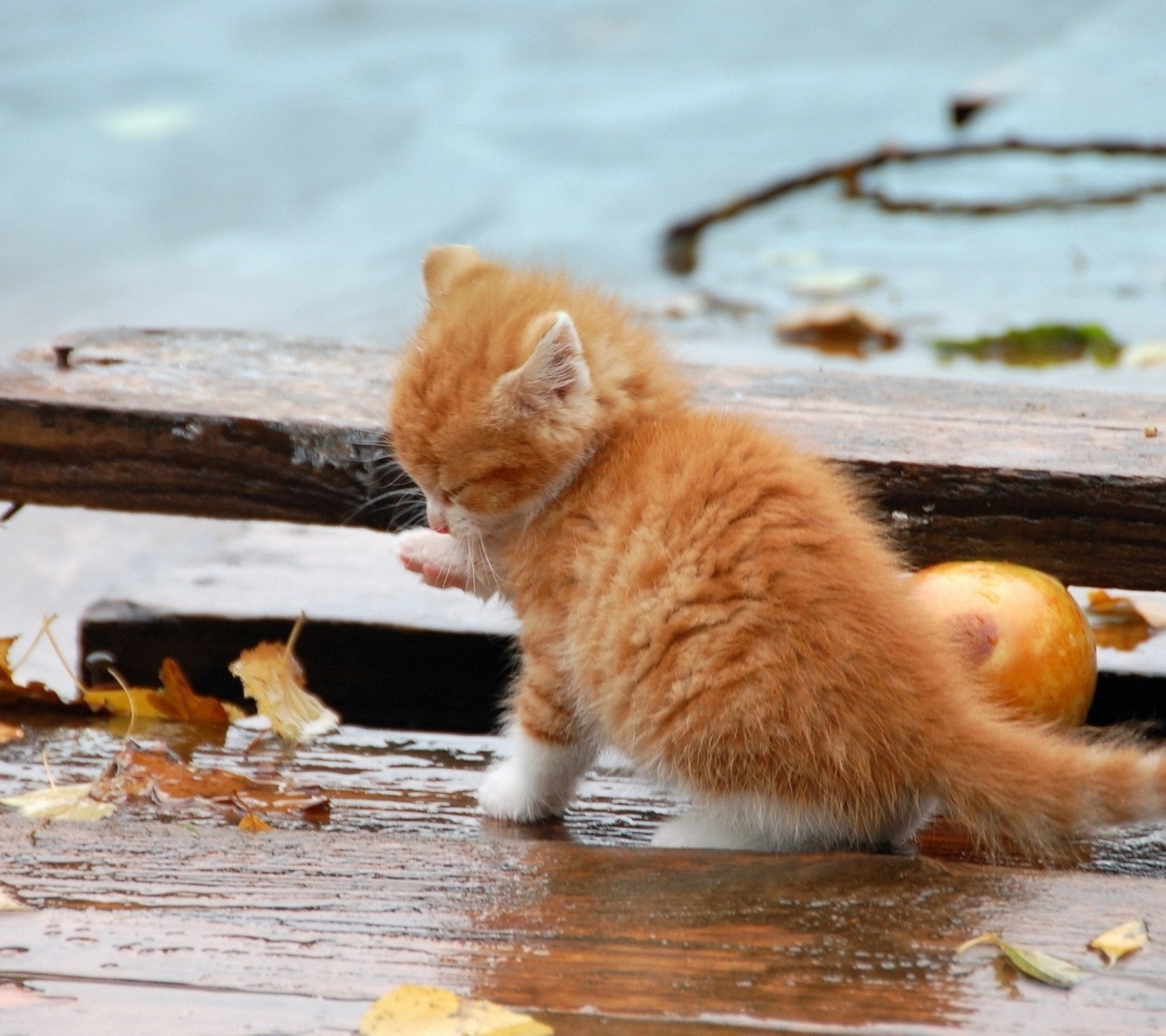 Screenshot №1 pro téma Small Orange Kitten In Rain 1440x1280